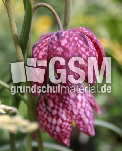 Schachblume-4.jpg